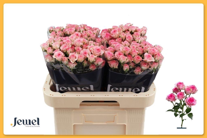 <h4>Rosa spray tralala</h4>