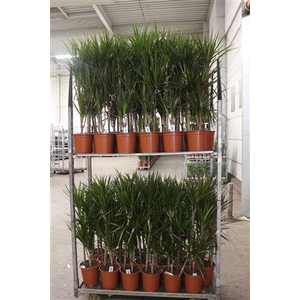 Dra Marginata 60-30-15 Cm