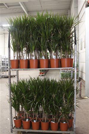 <h4>Dra Marginata 60-30-15 Cm</h4>