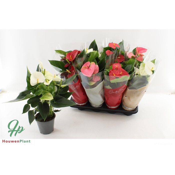 <h4>ANTHU AN GEM 4 KL</h4>