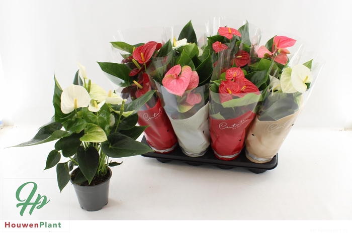 <h4>ANTHU AN GEM 4 KL</h4>