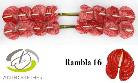 <h4>ANTH A RAMBLA 16</h4>