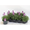 Erys Bowles Mauve