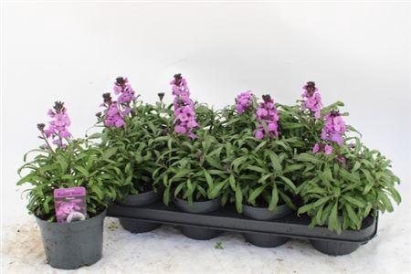 Erys Bowles Mauve