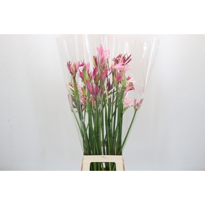 Nerine Mix