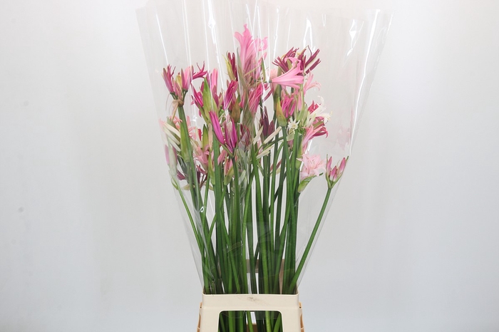 <h4>Nerine Mix</h4>