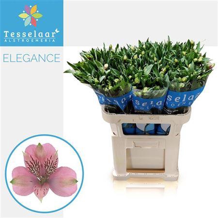 <h4>Alstr Elegance</h4>