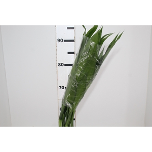 DRACENA LUCKY BAMBOO RETO 070 CM
