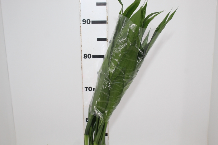 <h4>DRACENA LUCKY BAMBOO RETO 070 CM</h4>