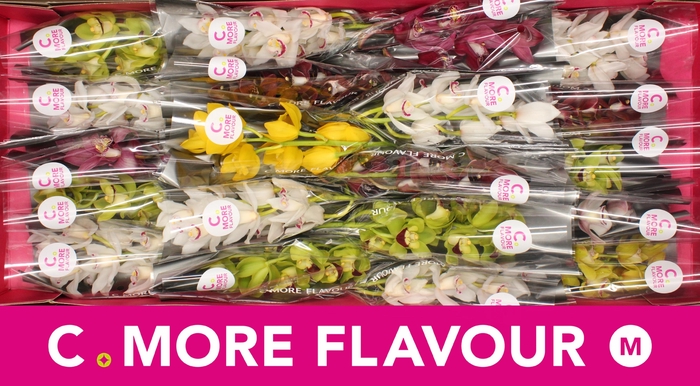 <h4>CYMB MI GEM</h4>