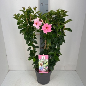 Mandevilla  'Sundavil Cream Pink'