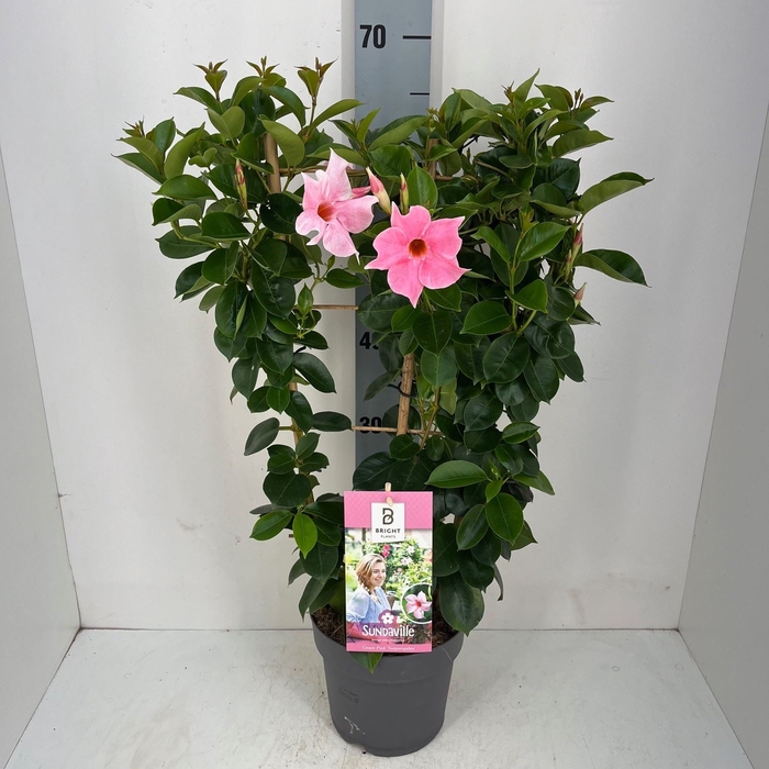 <h4>Mandevilla  'Sundavil Cream Pink'</h4>