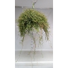 Muehlenbeckia com. 'Mao'ri'