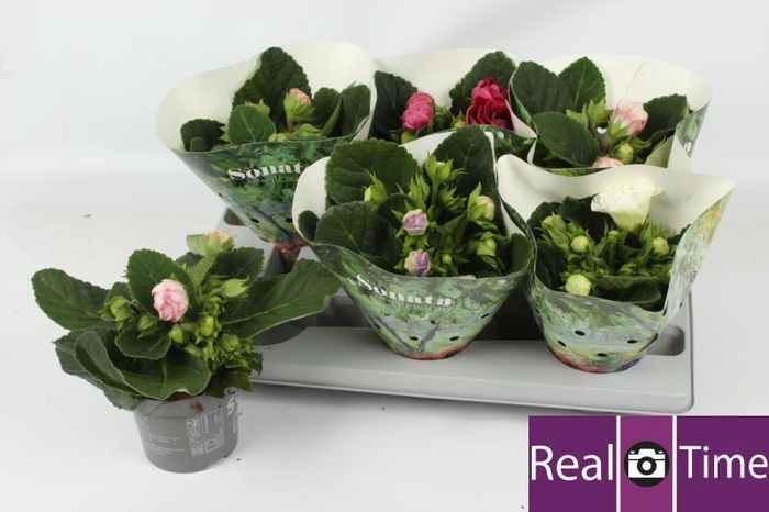 <h4>SINN SONATA GEM</h4>