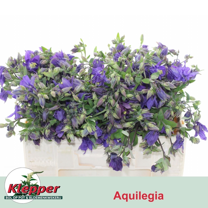 <h4>Aquil Blue Lady</h4>