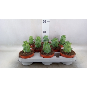 Cereus   ...