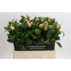 Paeonia Vanguard