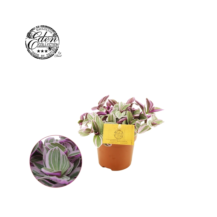 <h4>Tradescantia Sweetness 10,5cm</h4>