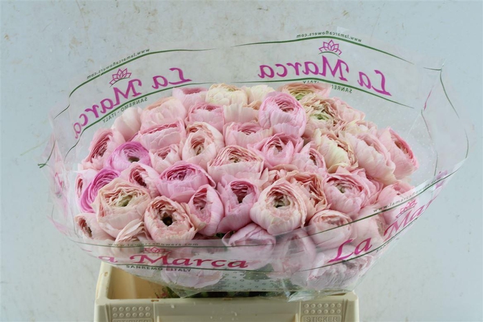 Ran Kloon Prima Rosa