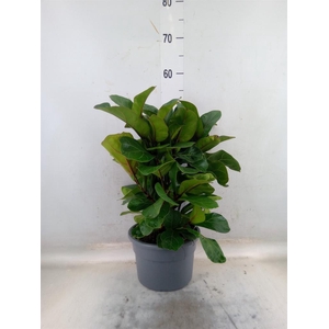 Ficus lyrata 'Bambino'