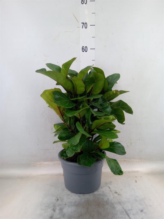 <h4>Ficus lyrata 'Bambino'</h4>