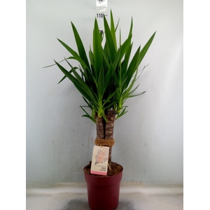 Yucca elephantipes   ...