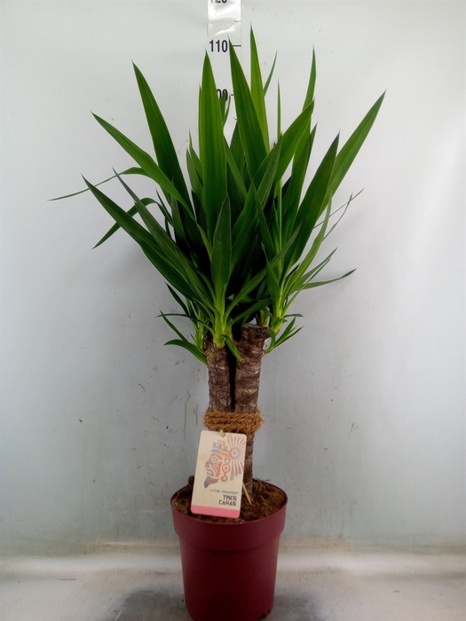 <h4>Yucca elephantipes   ...</h4>