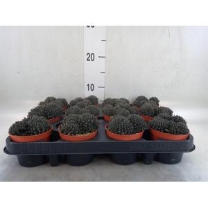 Sinocrassula yunnanensis