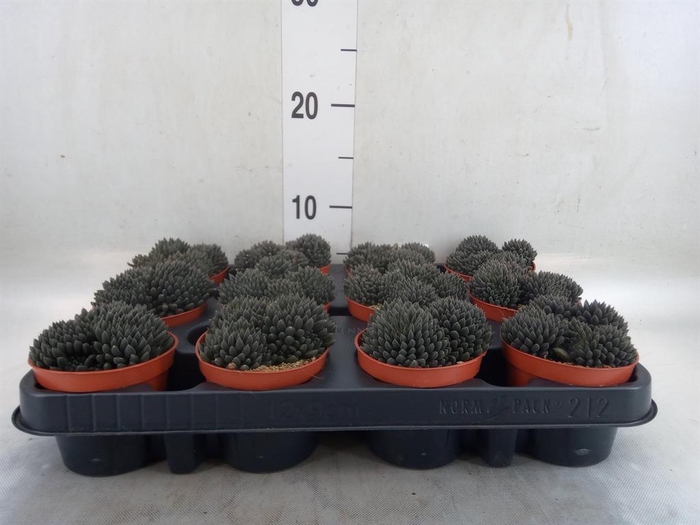 <h4>Sinocrassula yunnanensis</h4>