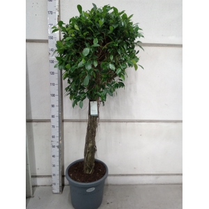 Ficus   ...