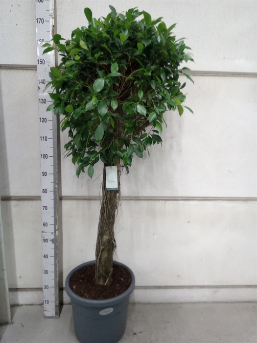 <h4>Ficus   ...</h4>