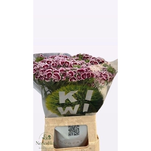 Di Barb Kw Pk Maroon