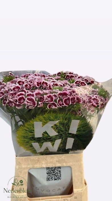 <h4>Di Barb Kw Pk Maroon</h4>