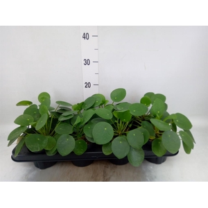Pilea peperomioides