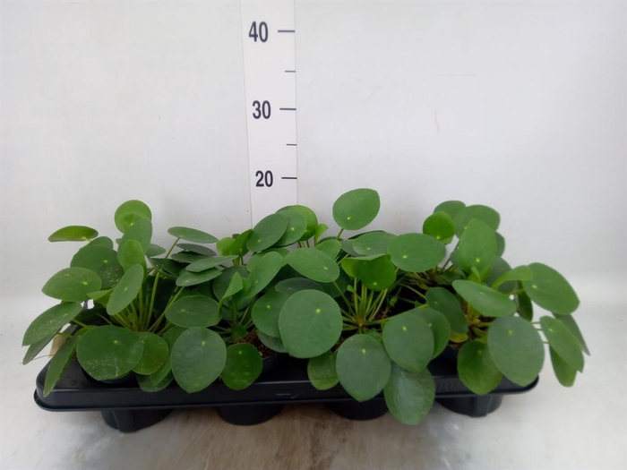 <h4>Pilea peperomioides</h4>