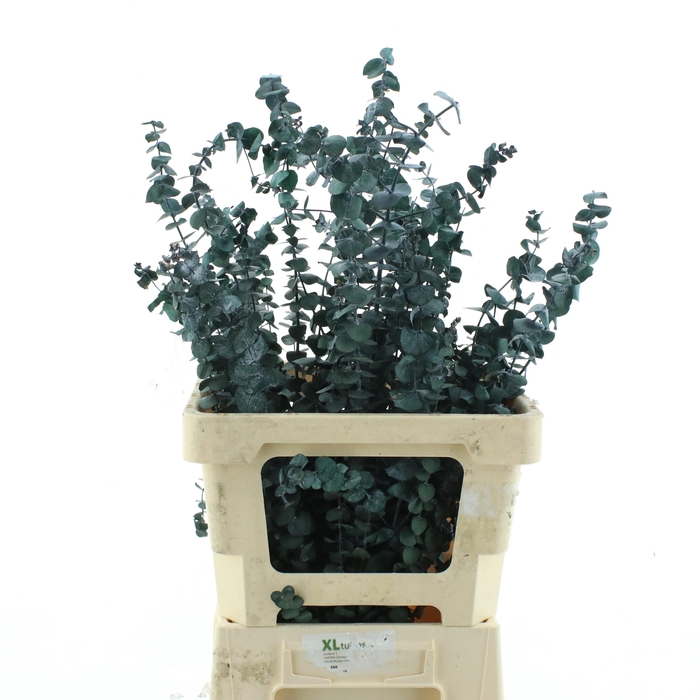 <h4>DECOGROEN GROOT BLAD</h4>