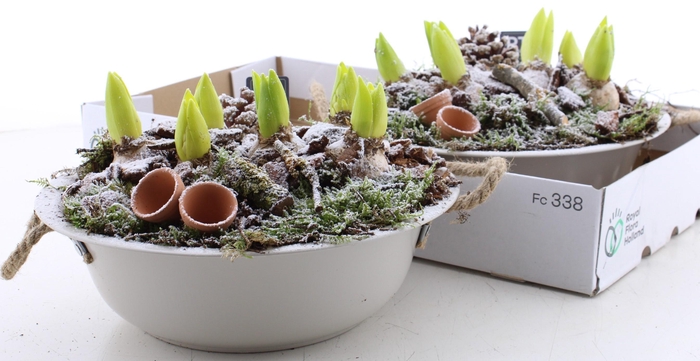 <h4>ARR HYACINTH</h4>