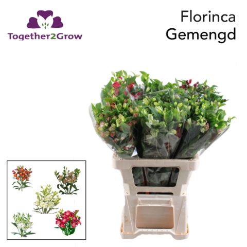<h4>Alst Flor Gem I Fust</h4>