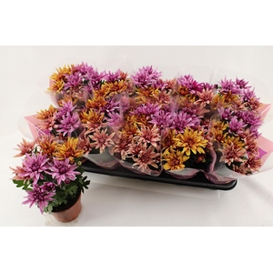 CHRYS ART JEF GEM IP