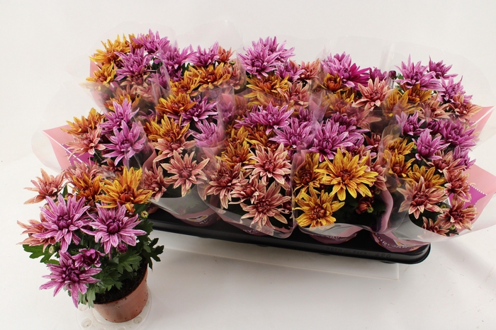 <h4>CHRYS ART JEF GEM IP</h4>