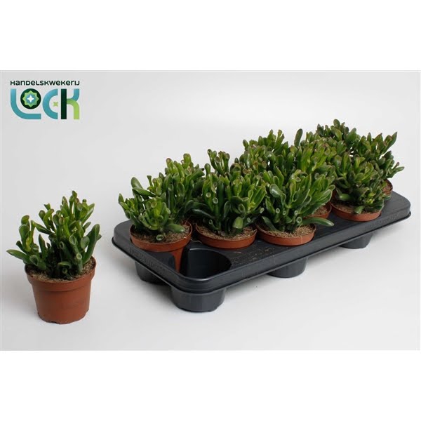 <h4>Crassula Horn Tree</h4>