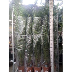 Phoenix canariensis