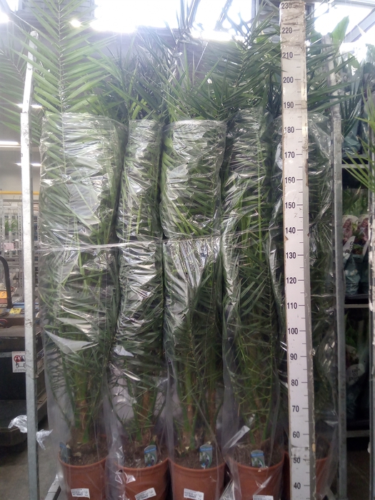 <h4>Phoenix canariensis</h4>