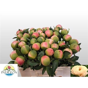 Paeo Kingsday Super!!