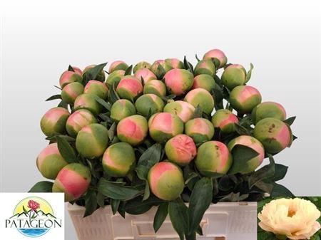 <h4>Paeo Kingsday Super!!</h4>