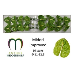 ANTH A MIDORI IMP X16