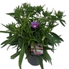 Stokesia laevis 'Purple Parasols' sense