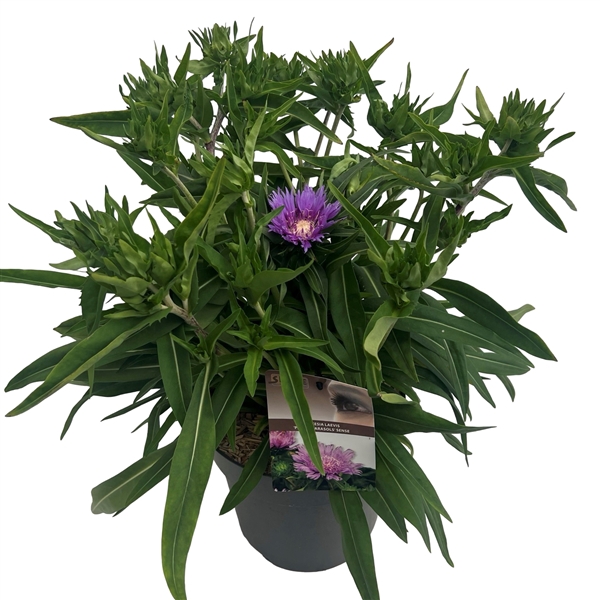 Stokesia laevis 'Purple Parasols' sense