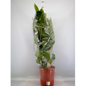 Schefflera actin. 'Amate'