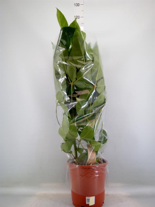 <h4>Schefflera actin. 'Amate'</h4>